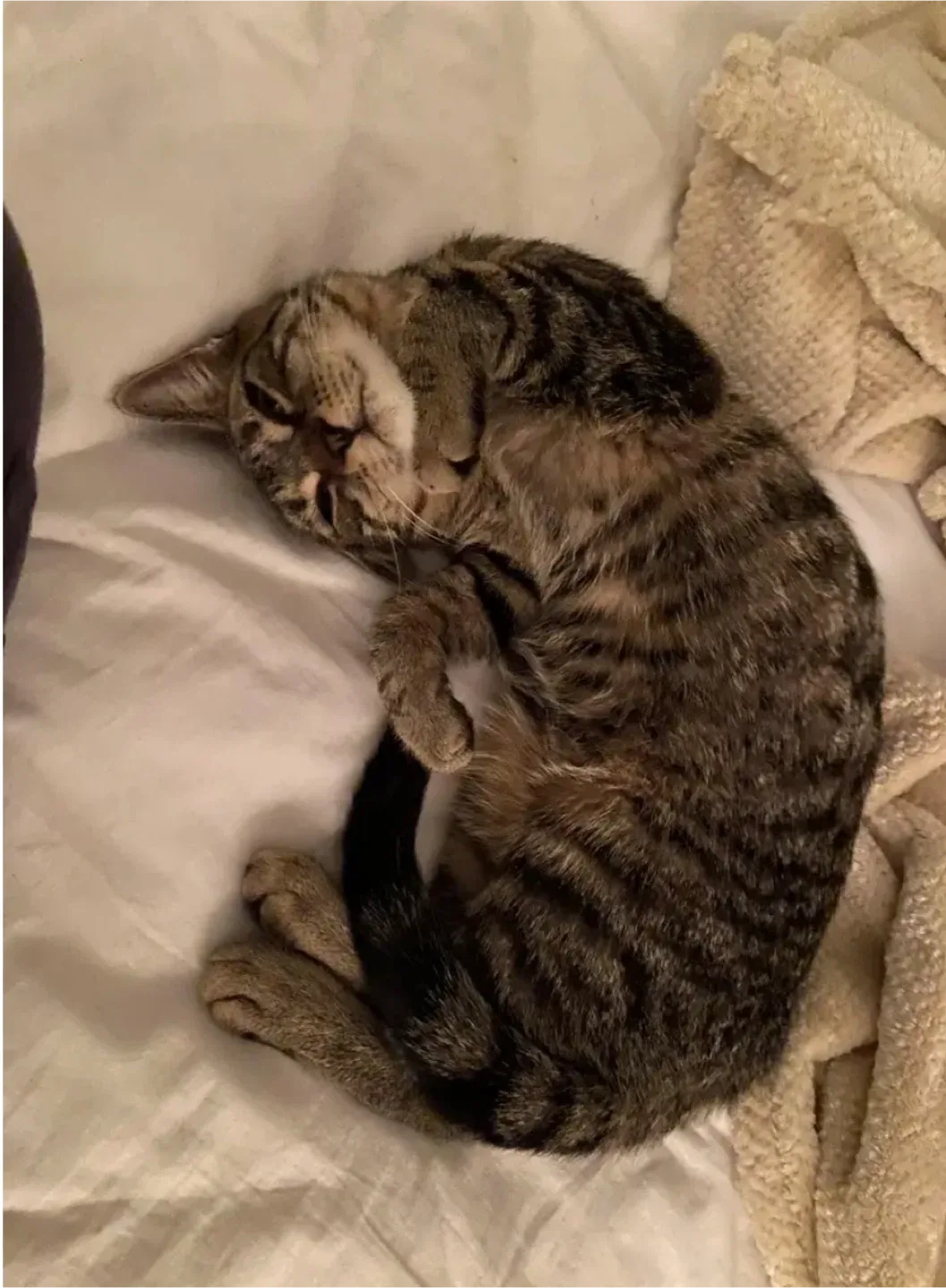 🐾✨ PET SITTING & PET CARE IN OAKVILLE ✨🐾 image indicator(2)