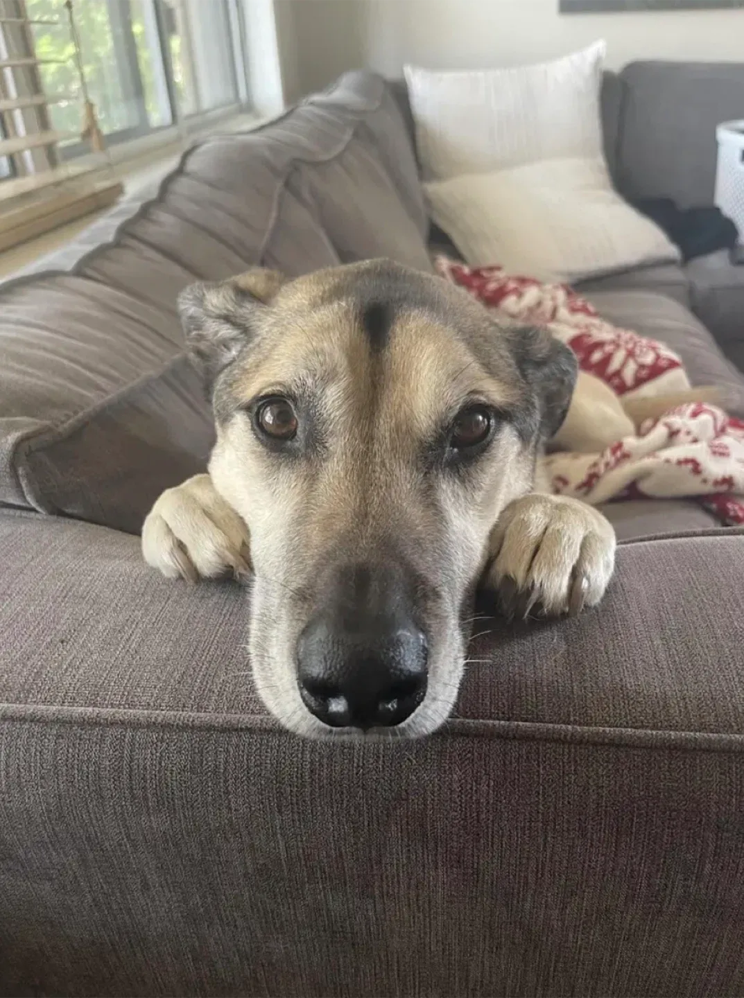 🐾✨ PET SITTING & PET CARE IN OAKVILLE ✨🐾 image indicator(3)