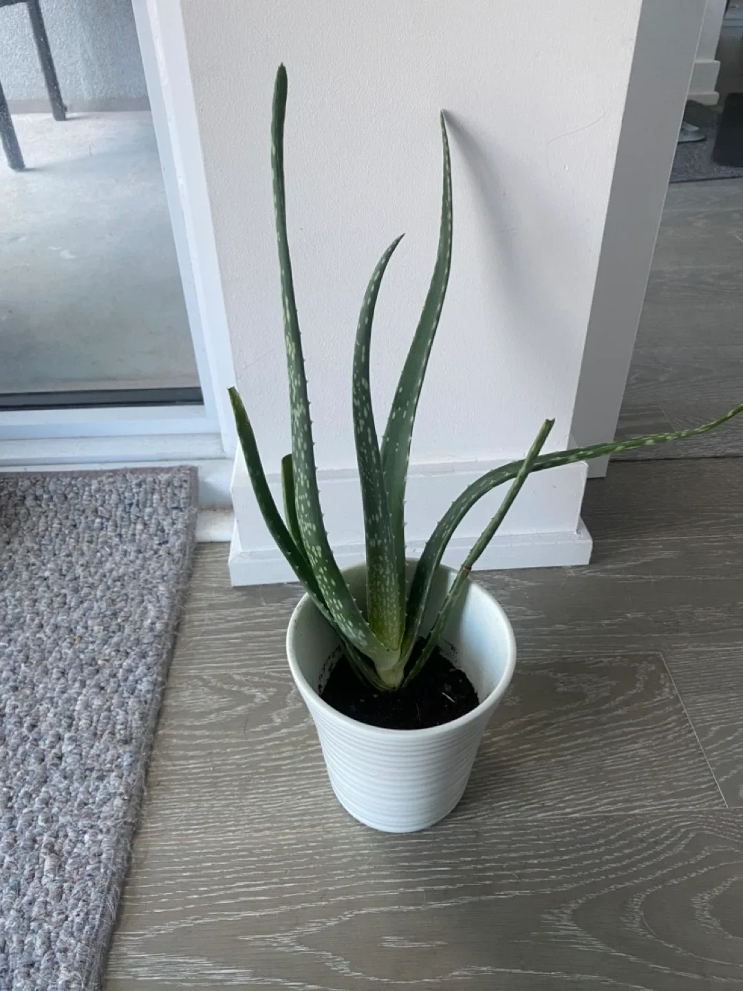 Aloe Vera Plant