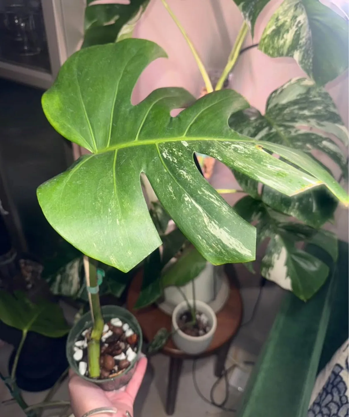 Monstera Albo cutting fully rooted image indicator(2)