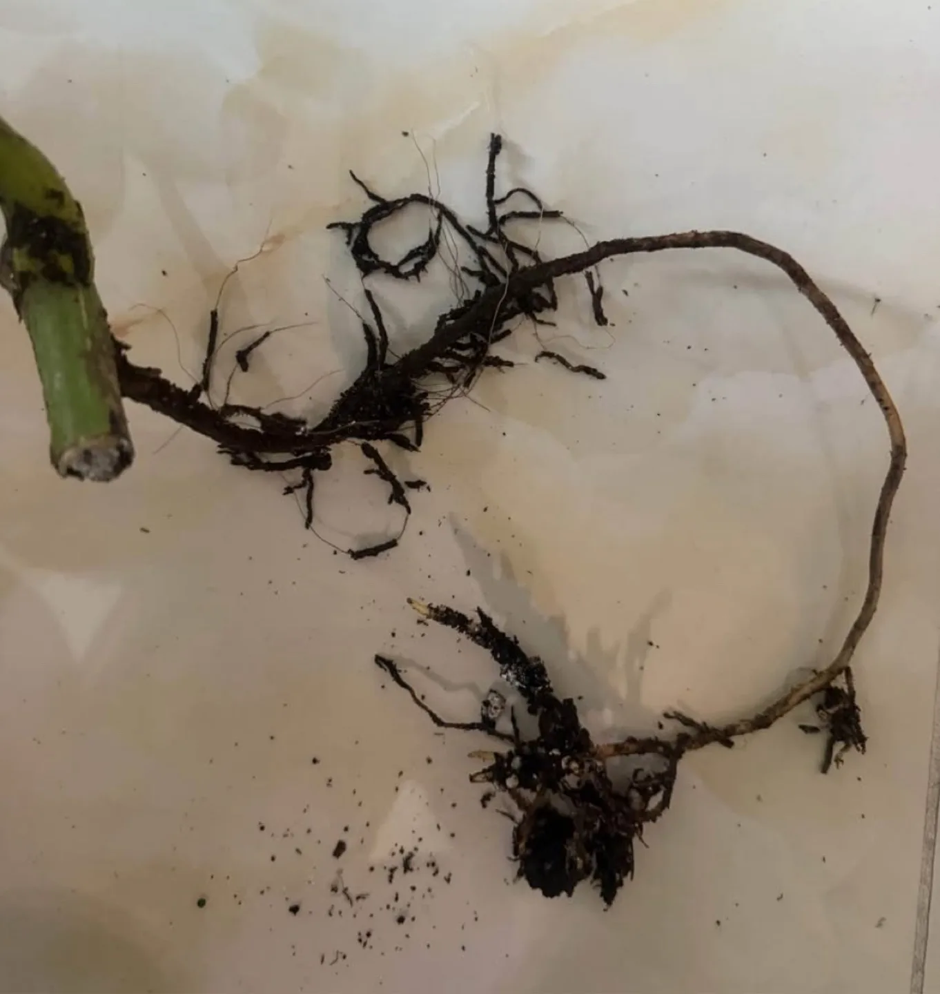 Monstera Albo cutting fully rooted image indicator(5)