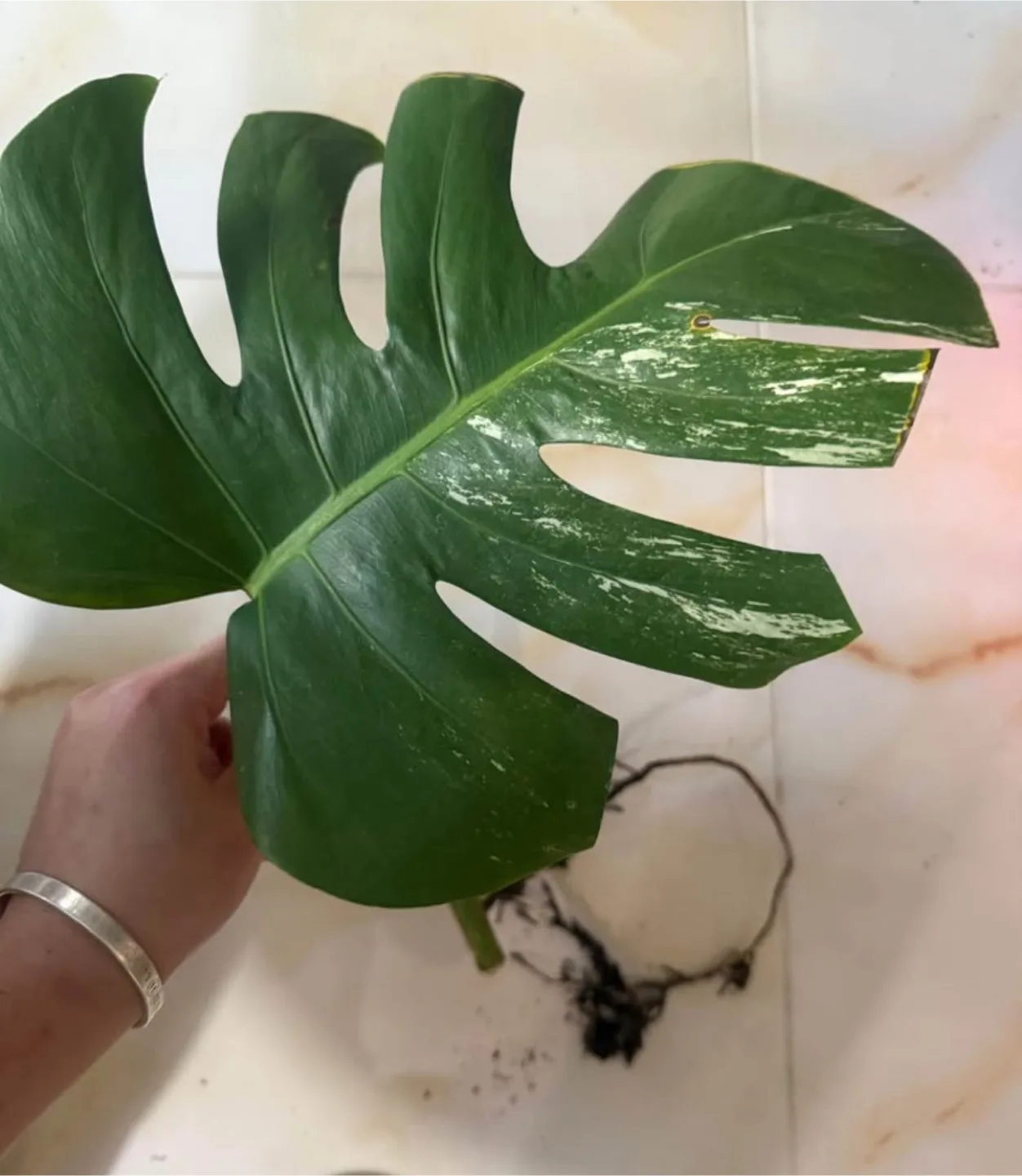 Monstera Albo cutting fully rooted image indicator(3)