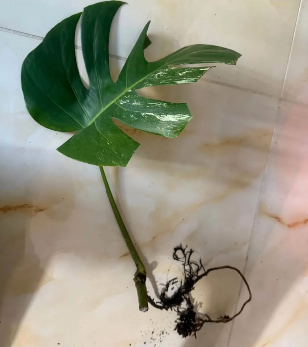 Monstera Albo cutting fully rooted image indicator(4)