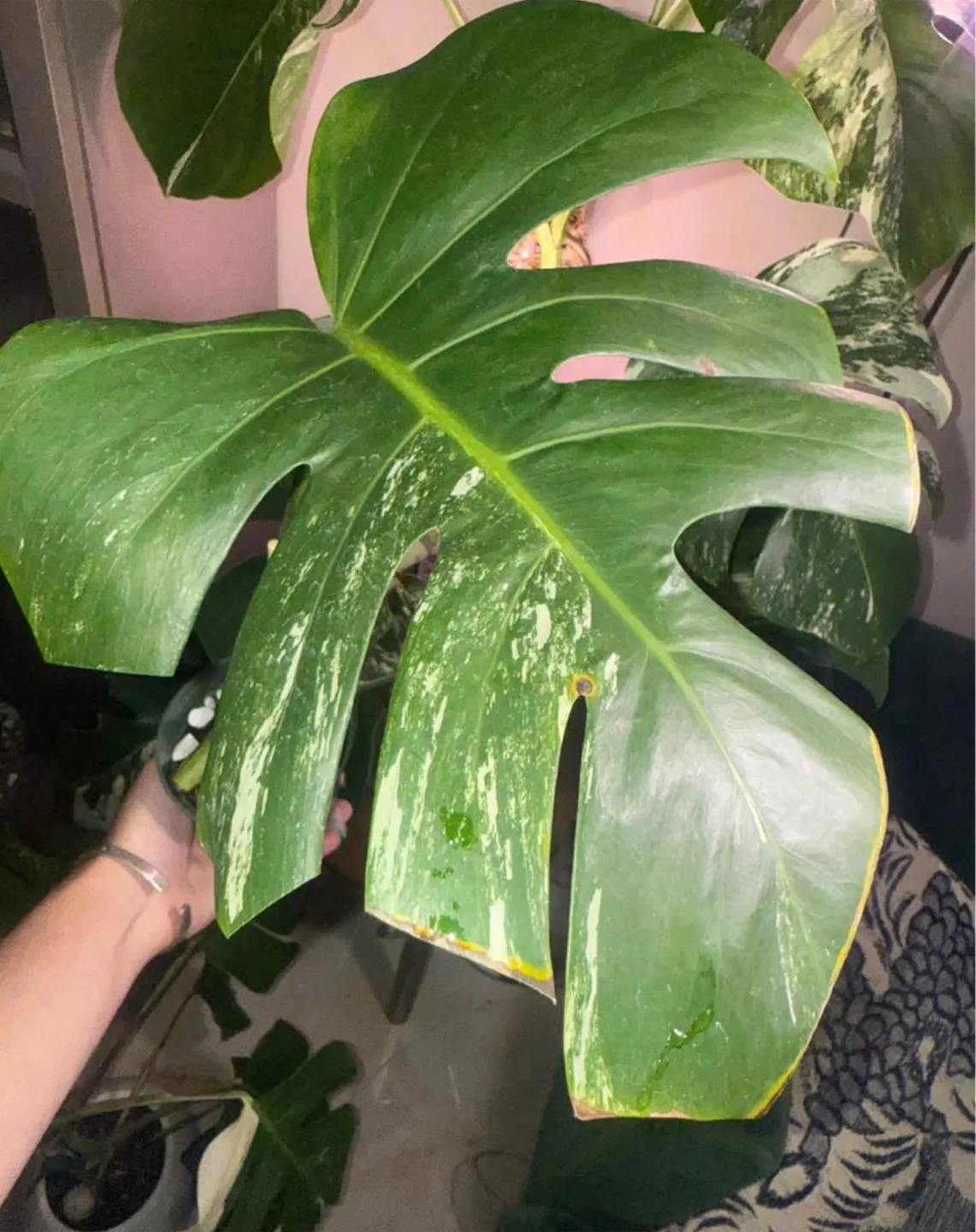 Monstera Albo cutting fully rooted
