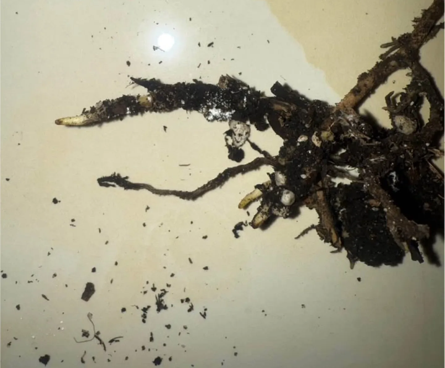 Monstera Albo cutting fully rooted image indicator(6)