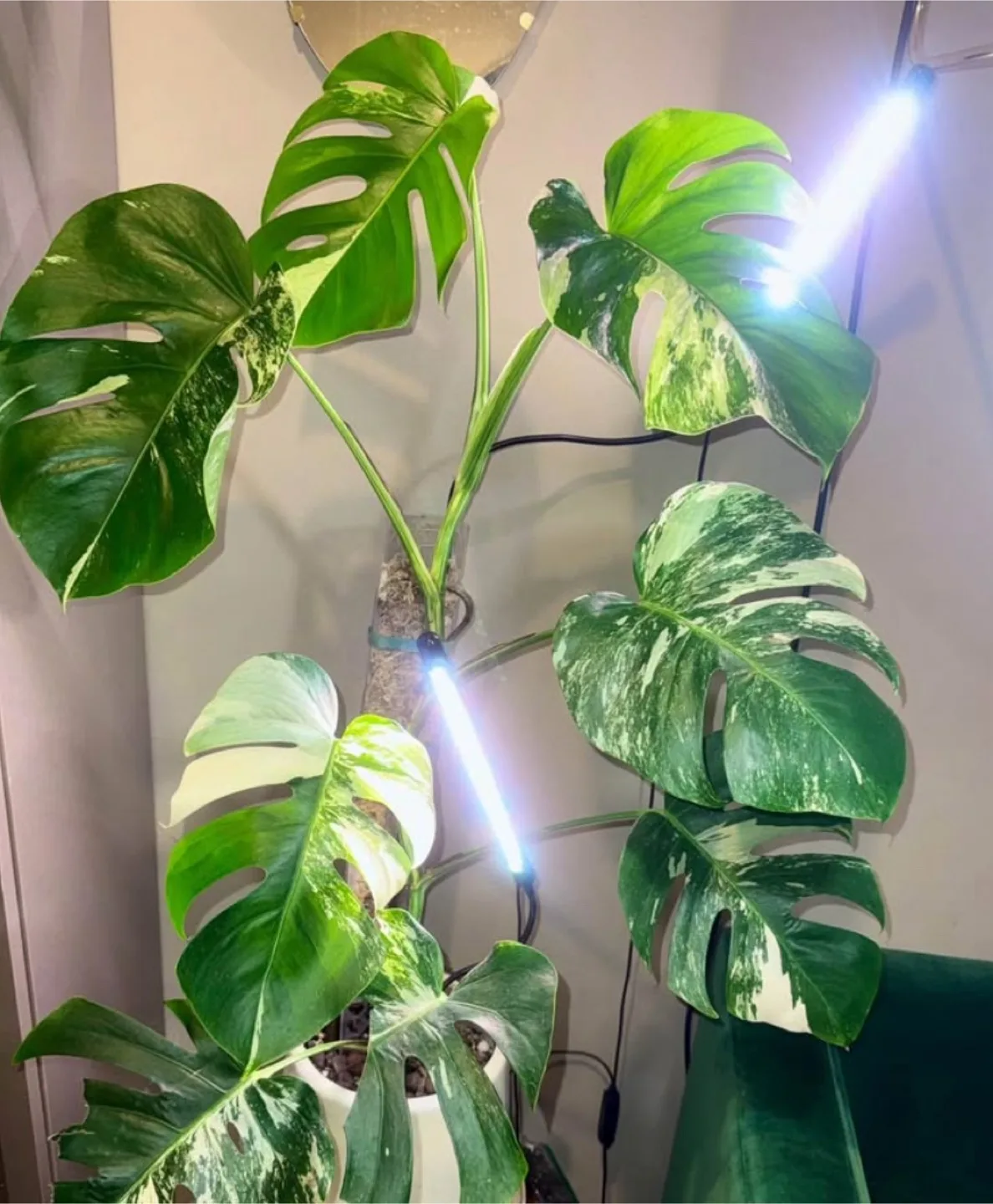 Monstera Albo cutting fully rooted image indicator(7)