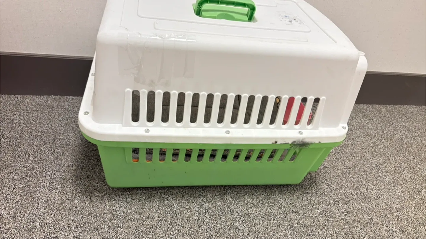 Pet Carrier - White and Green image indicator(2)