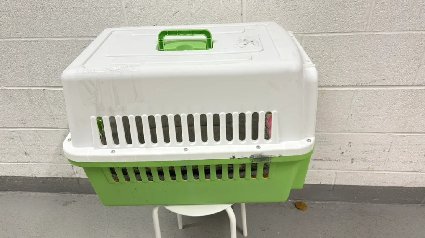 Pet Carrier - White and Green