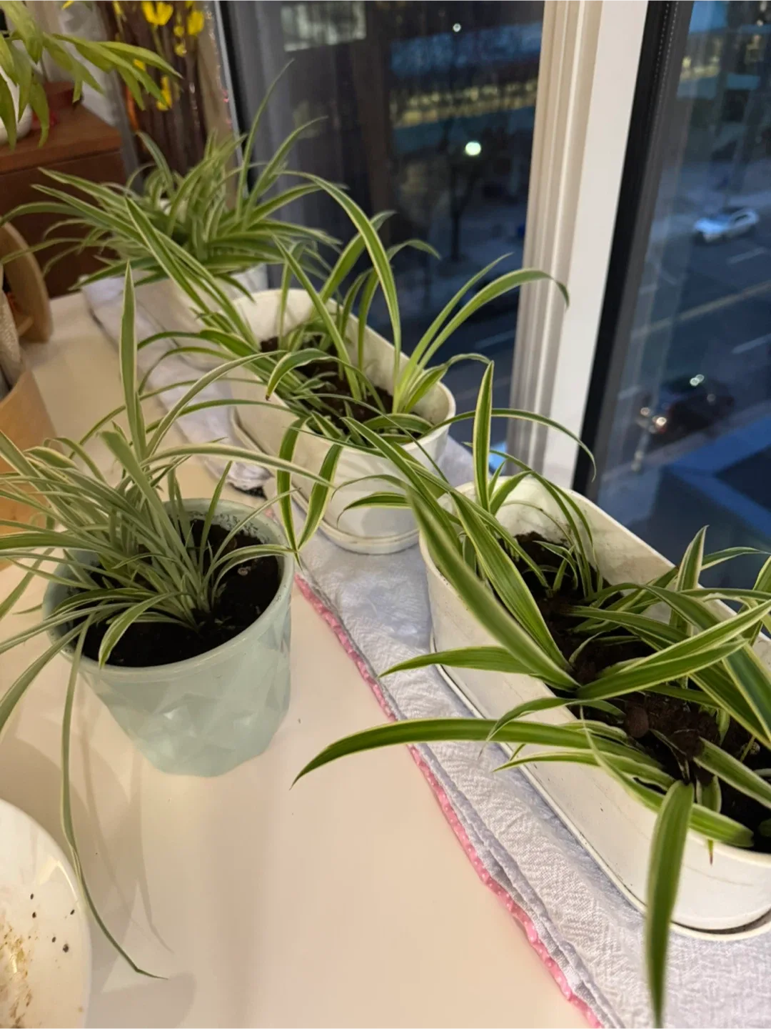 Spider Plant babies image indicator(3)