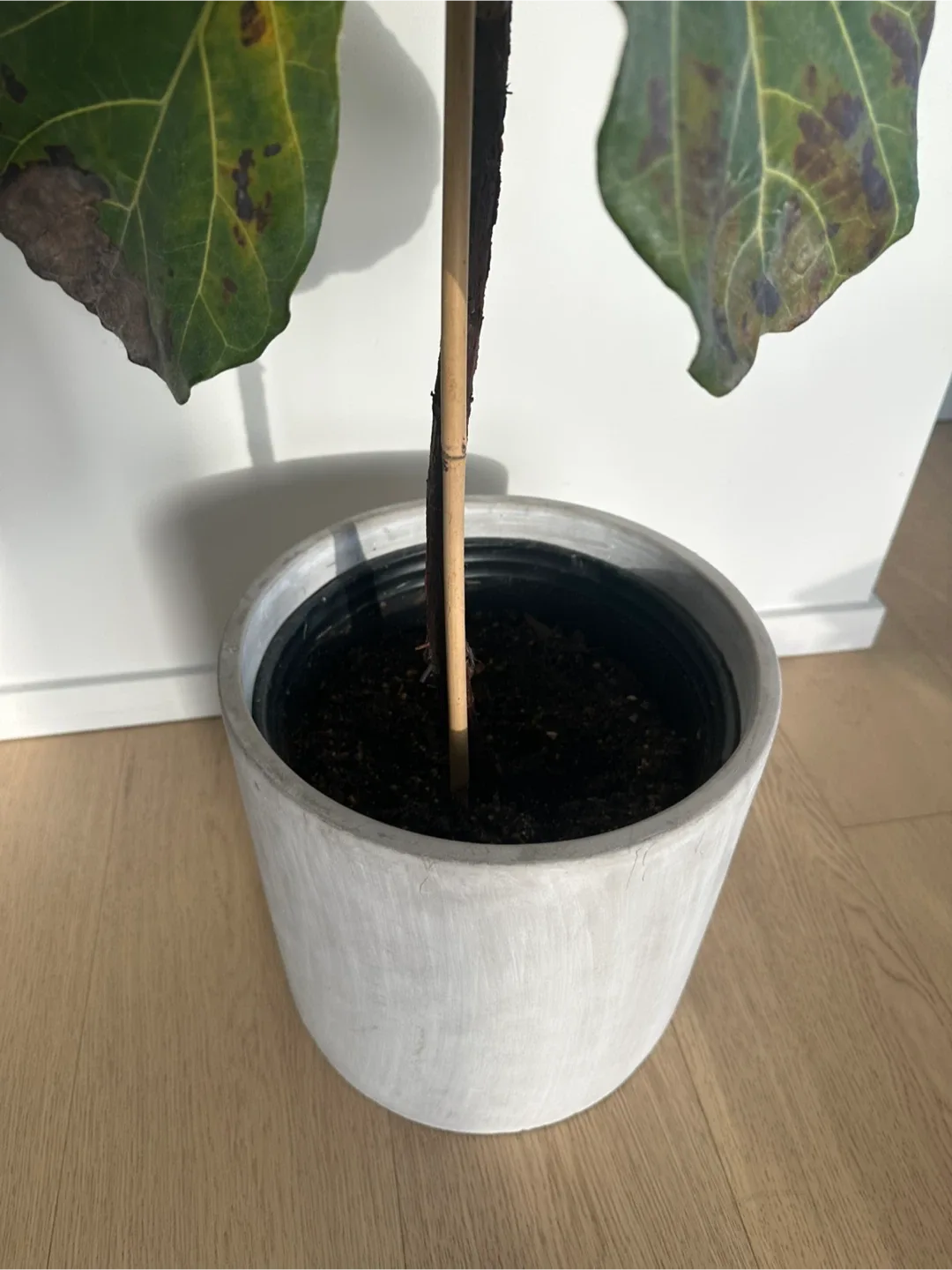 Fiddle Leaf Fig Tree in Grey Concrete Pot image indicator(2)