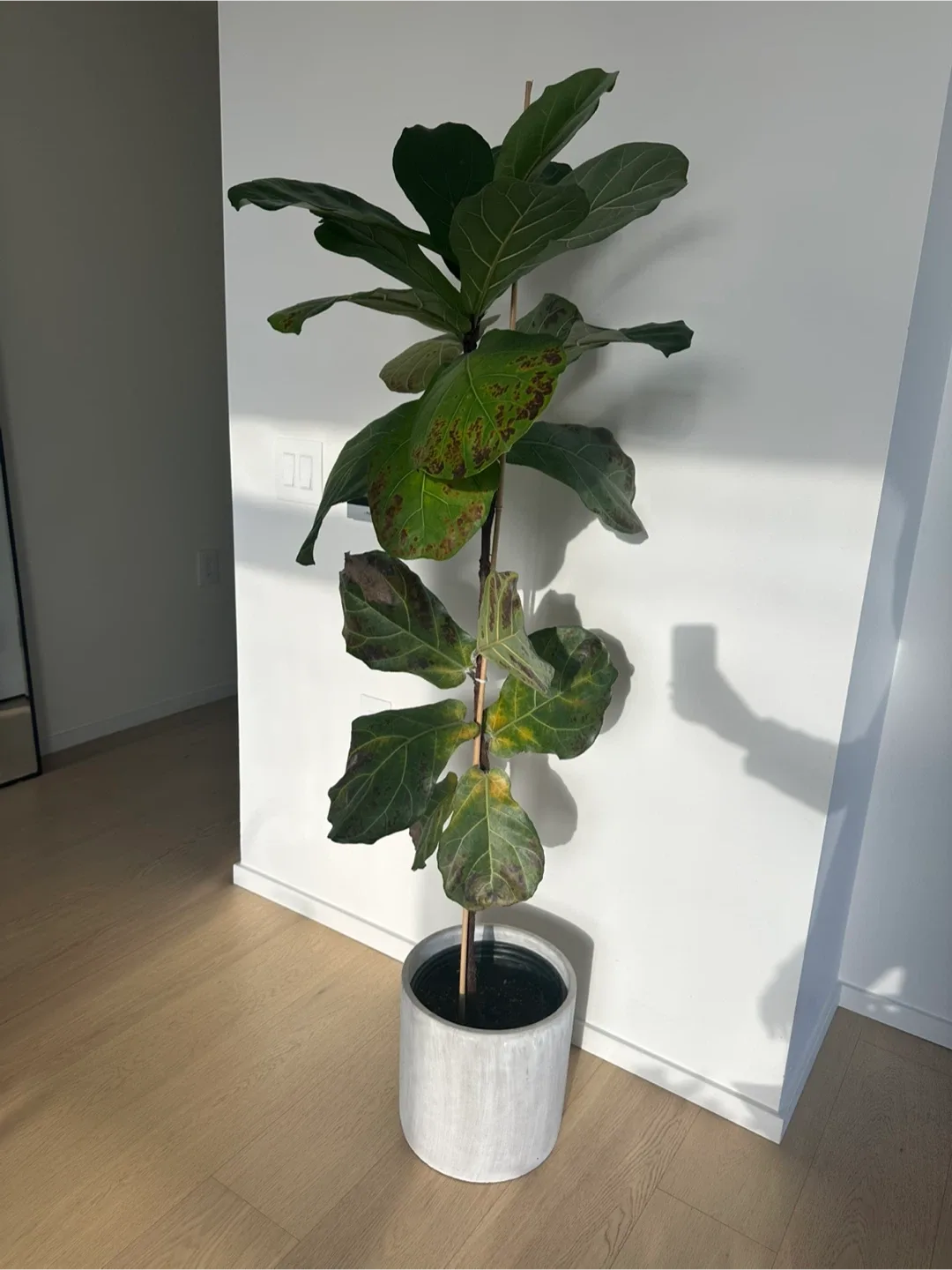 Fiddle Leaf Fig Tree in Grey Concrete Pot