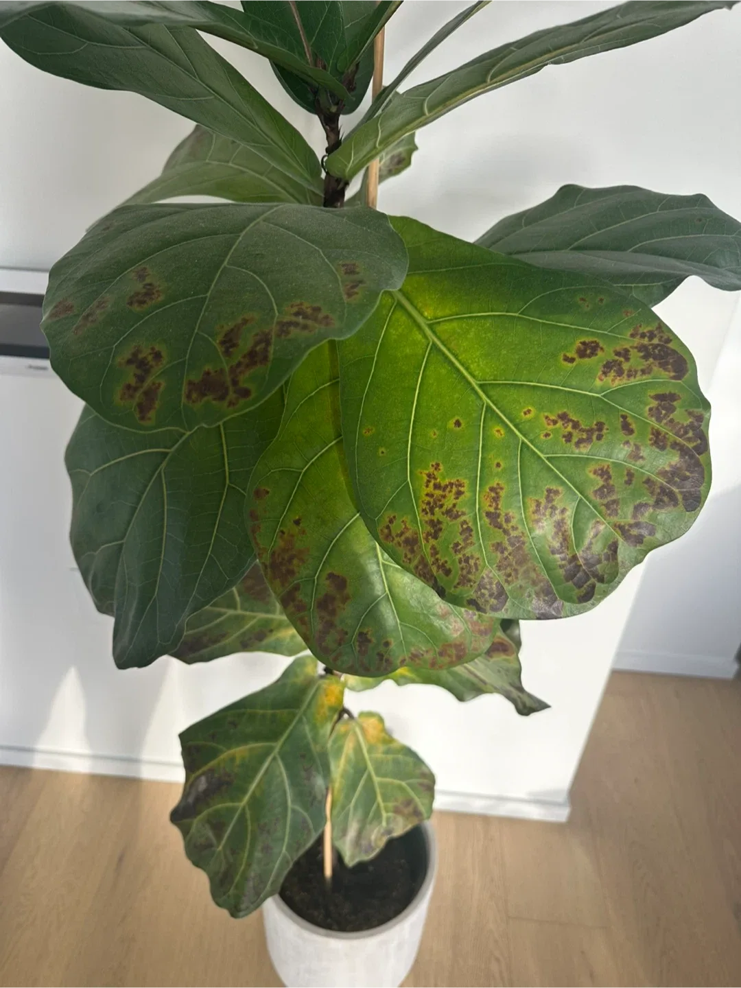 Fiddle Leaf Fig Tree in Grey Concrete Pot image indicator(4)