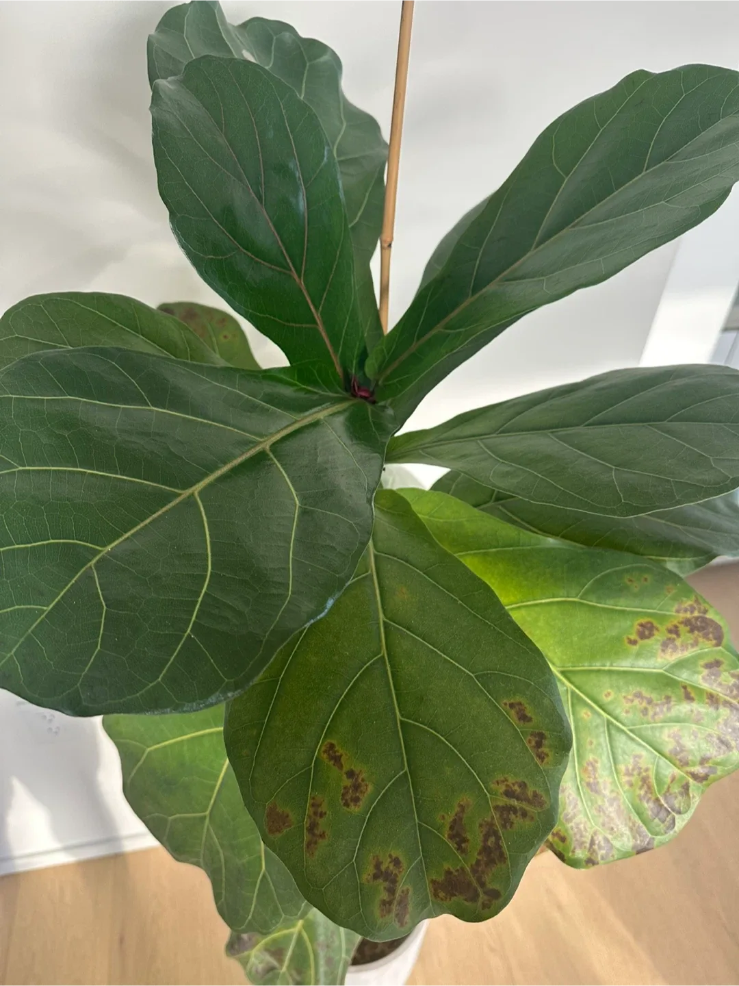 Fiddle Leaf Fig Tree in Grey Concrete Pot image indicator(3)