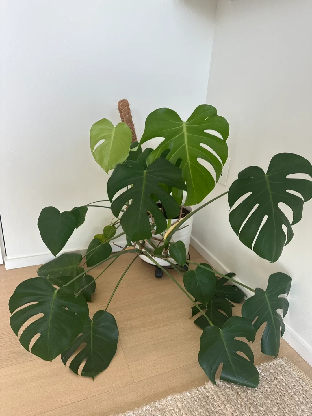 Monstera Plant and White Pot