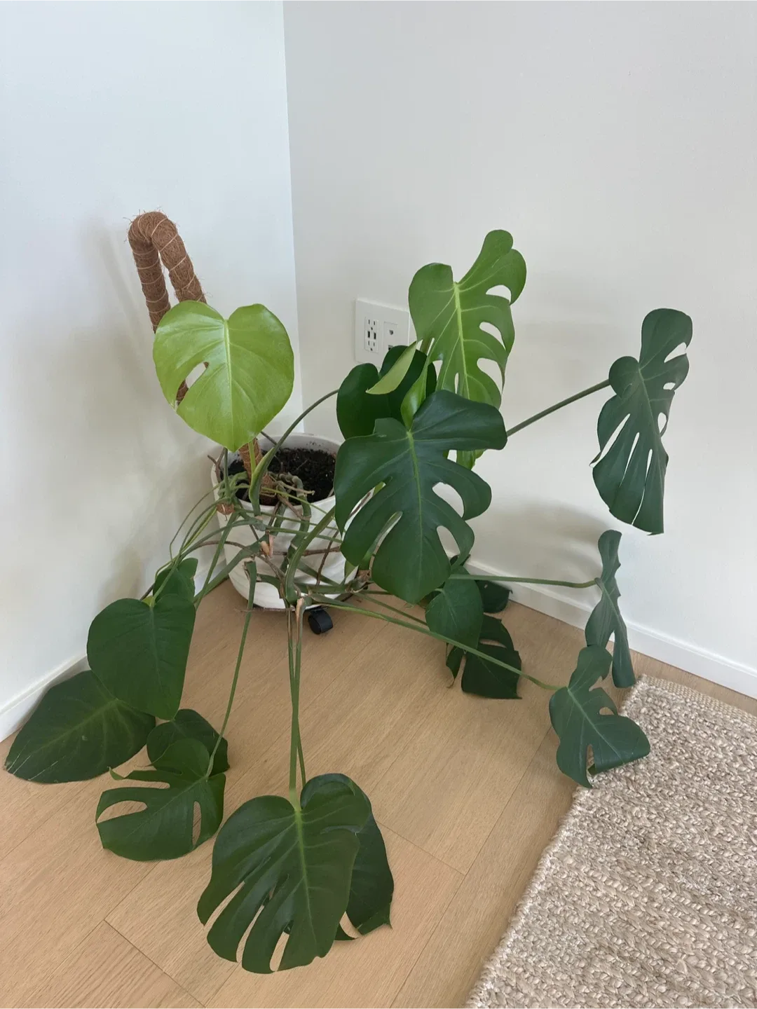 Monstera Plant and White Pot image indicator(2)