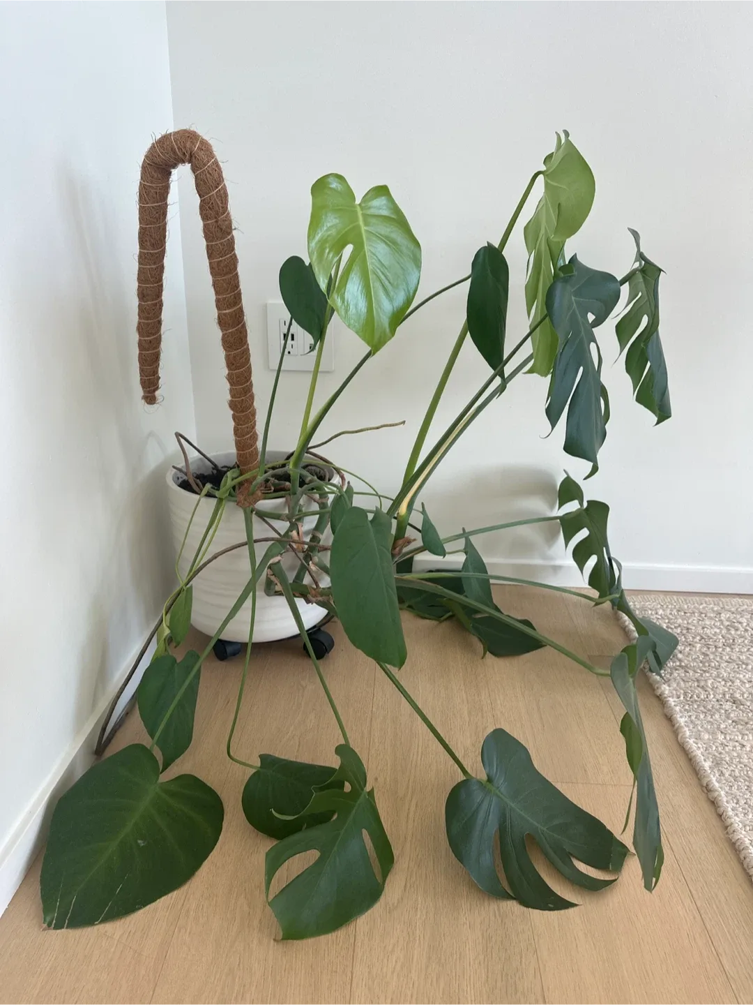 Monstera Plant and White Pot image indicator(3)