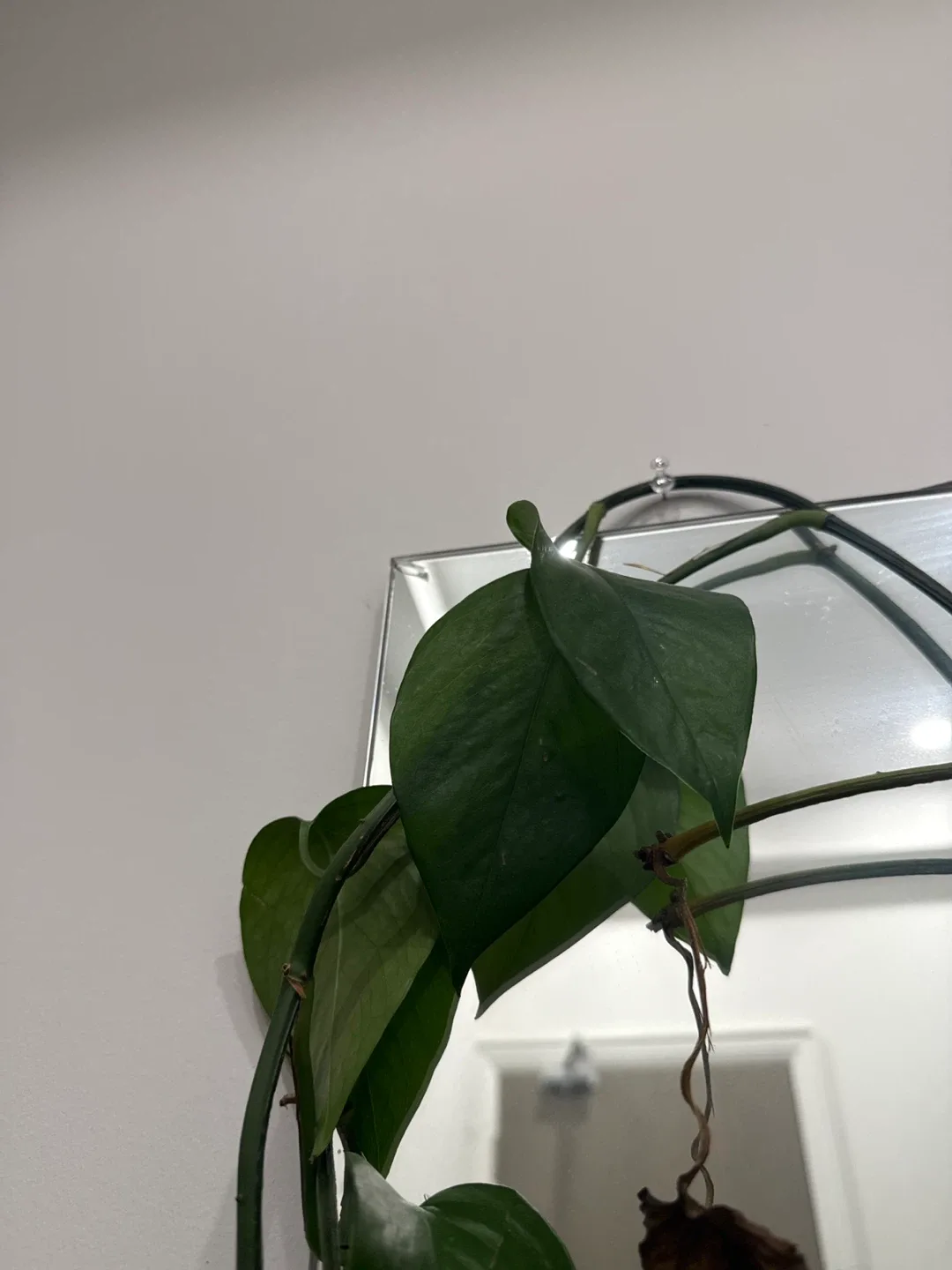 Large mirror with no frame image indicator(3)