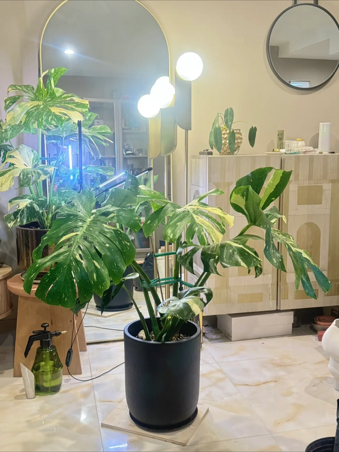 huge size Monstera Thai Constellation with planter