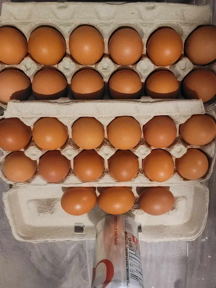 12 Organic Pasture-Raised Brown Eggs image indicator(3)