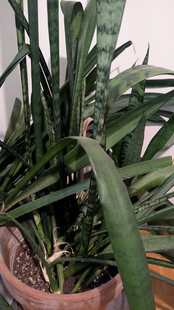 Snake Plant in Terracotta Pot