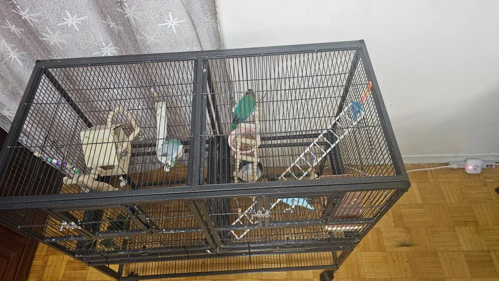 Lovebirds looking for new home