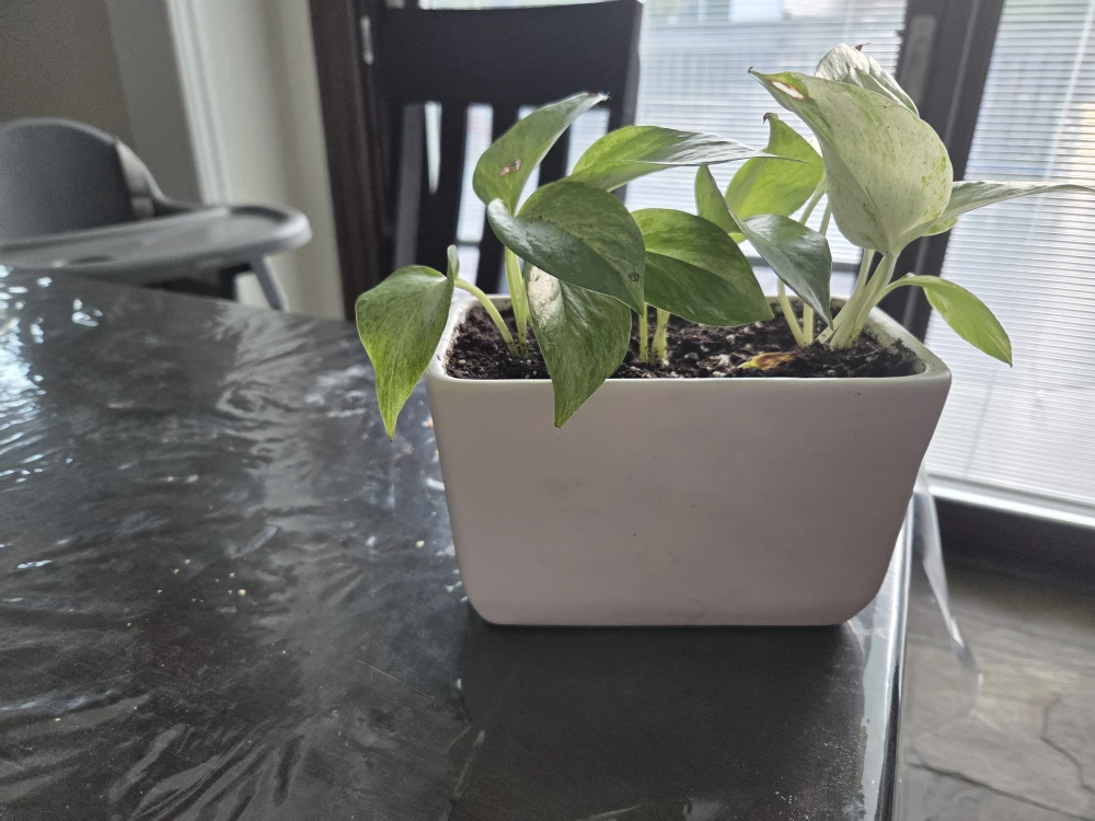 Pothos Plant in White Pot