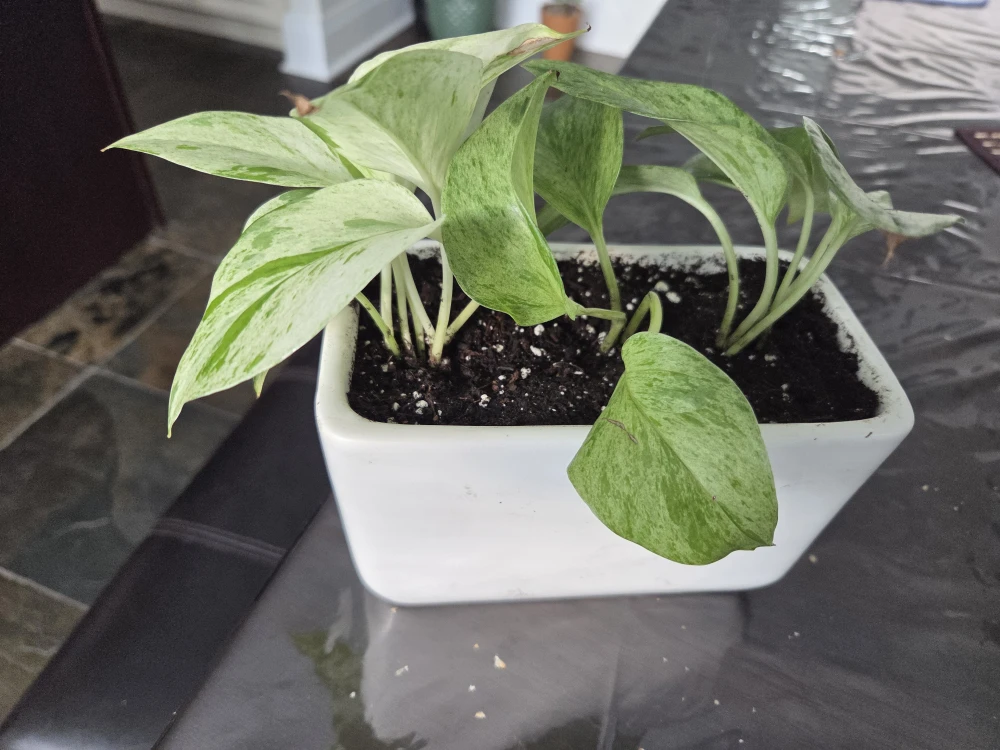 Pothos Plant in White Pot - photo 3
