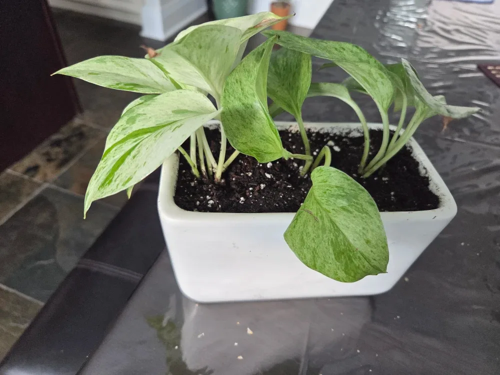 Pothos Plant in White Pot image indicator(3)