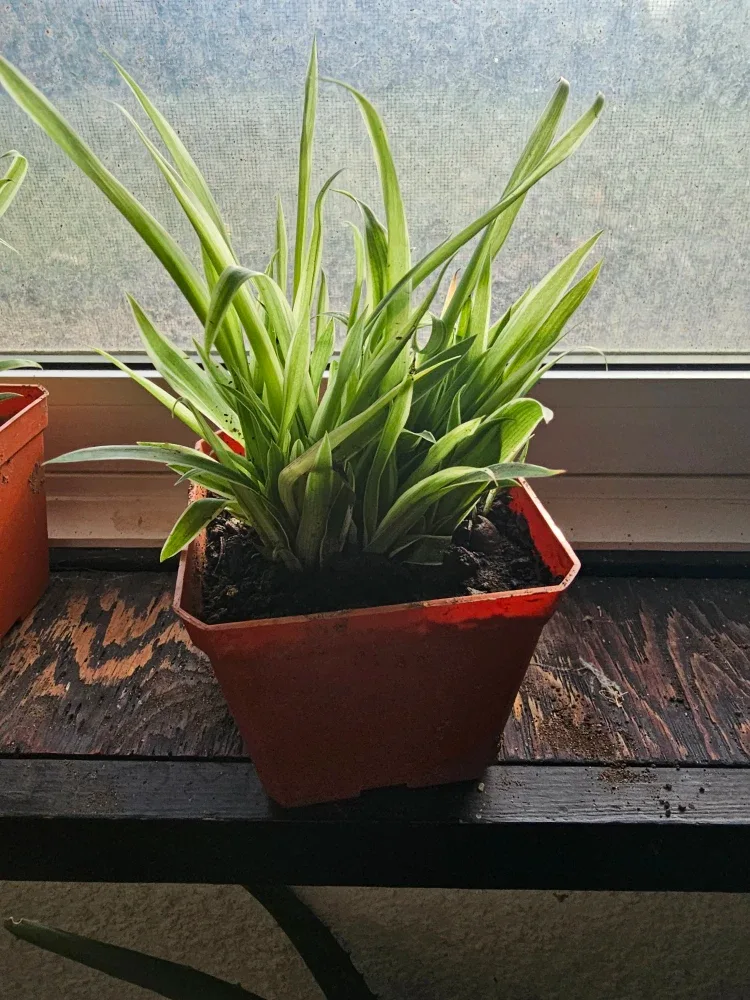 50 spider plants in 1 pot