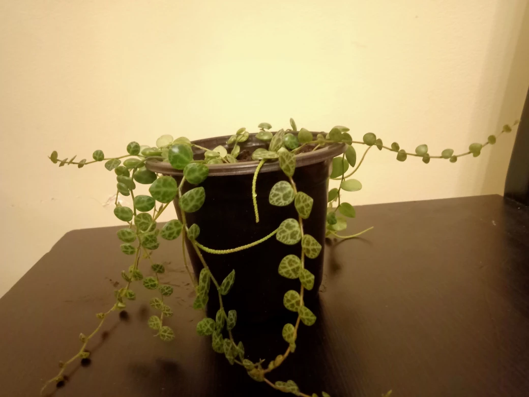 String of Turtles