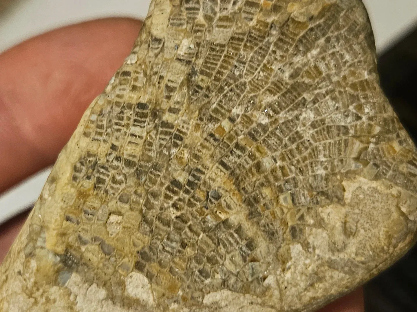 Fossil stone image indicator(2)