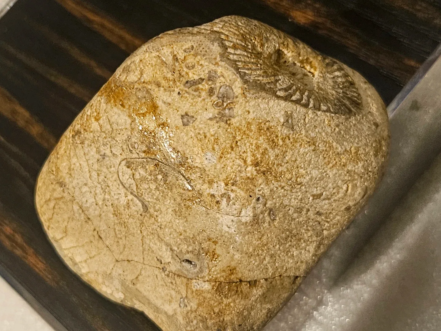 Fossil stone image indicator(9)