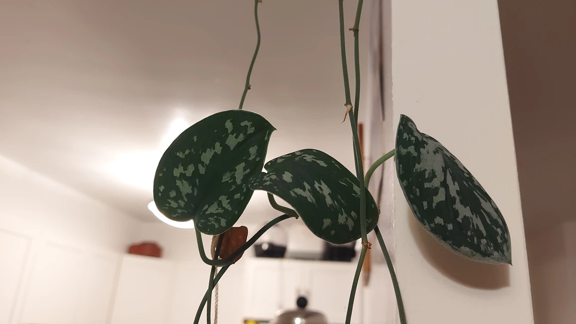 FREE Silver Satin Pothos Plant VINES - photo 2