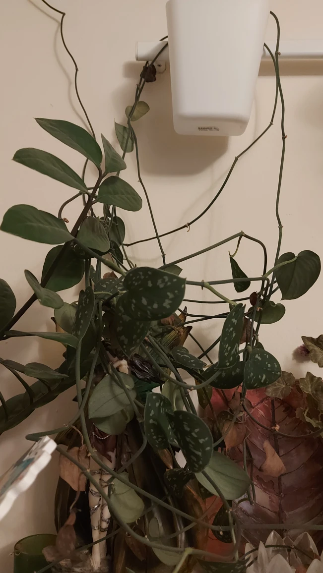 FREE Silver Satin Pothos Plant VINES - photo 3