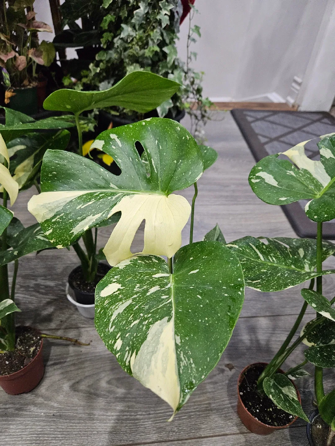 Monstera Plant image indicator(6)