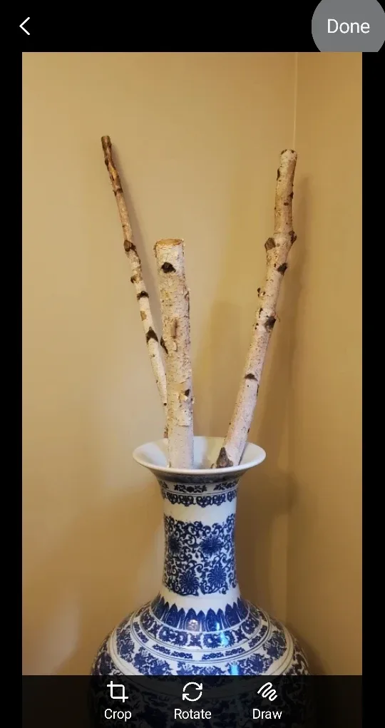 White Birch Branches - natural