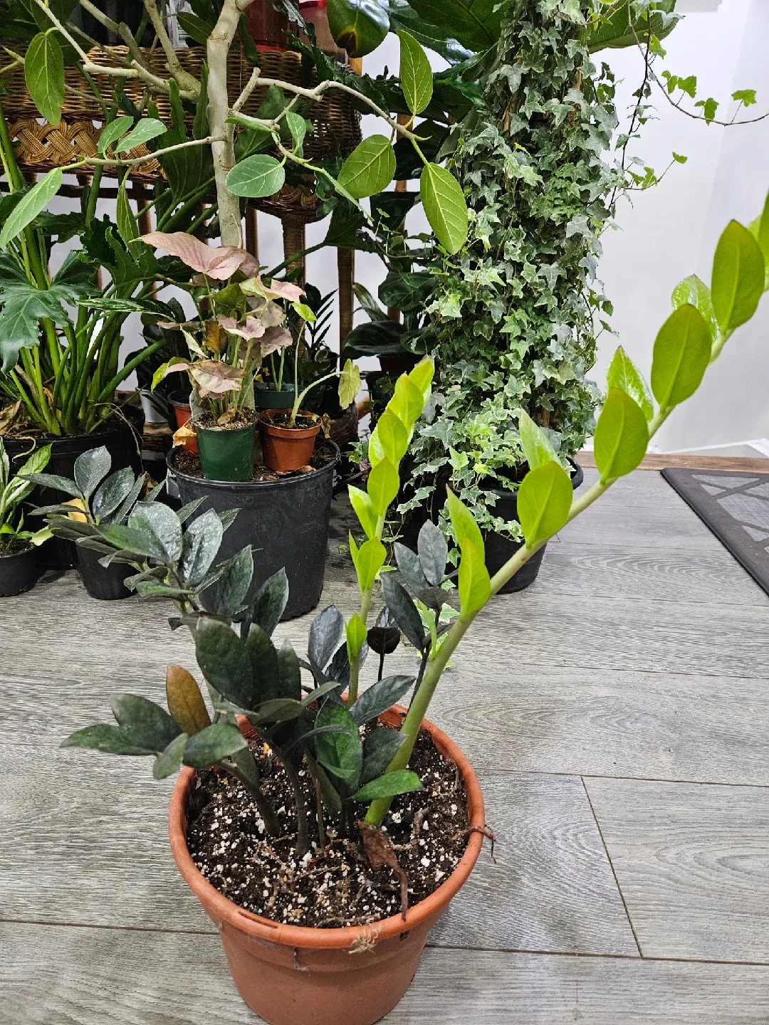 ZZ Plant in Terracotta Pot image indicator(2)