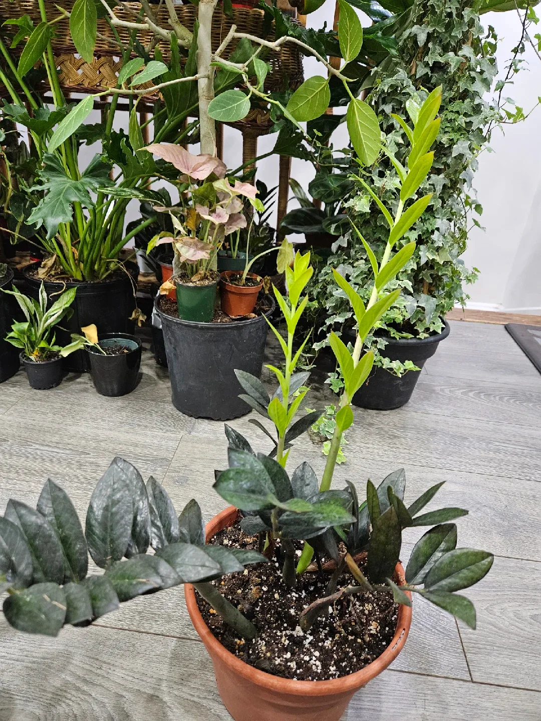 ZZ Plant in Terracotta Pot image indicator(3)