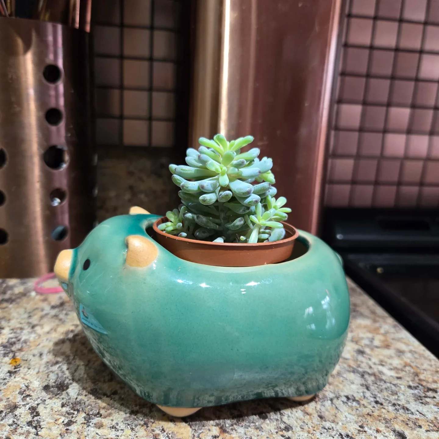 Cute Pig Succulent Planter image indicator(3)