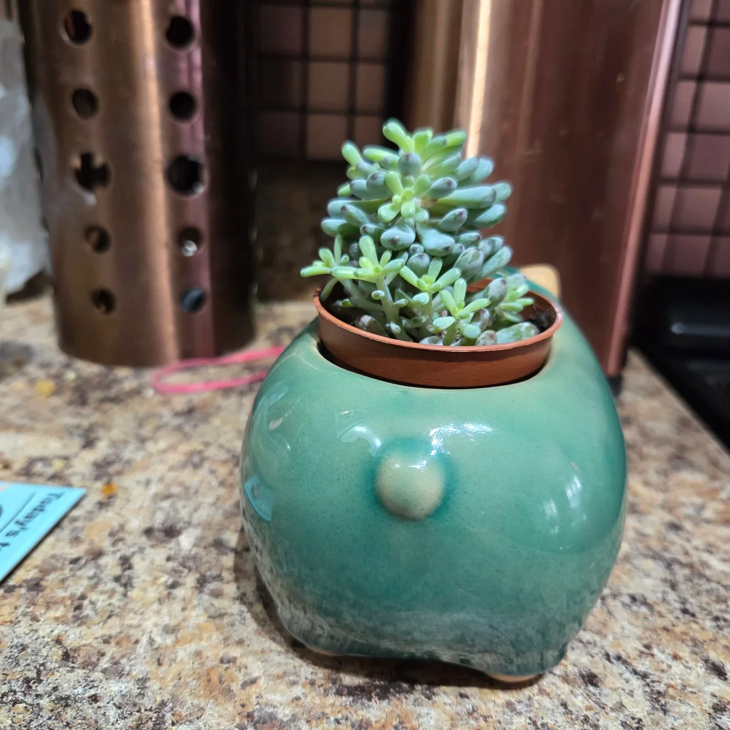 Cute Pig Succulent Planter image indicator(4)
