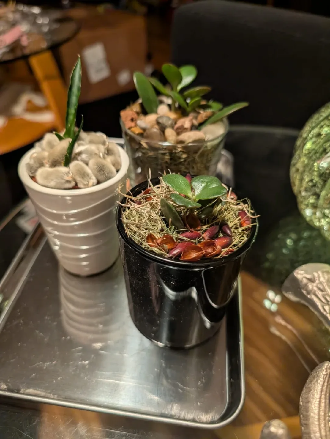 Beautiful , organic and very healthy Potted Succulents image indicator(8)