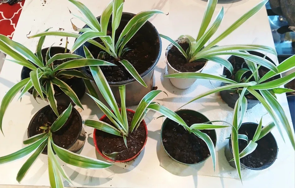 FREE Spider Plant Babies