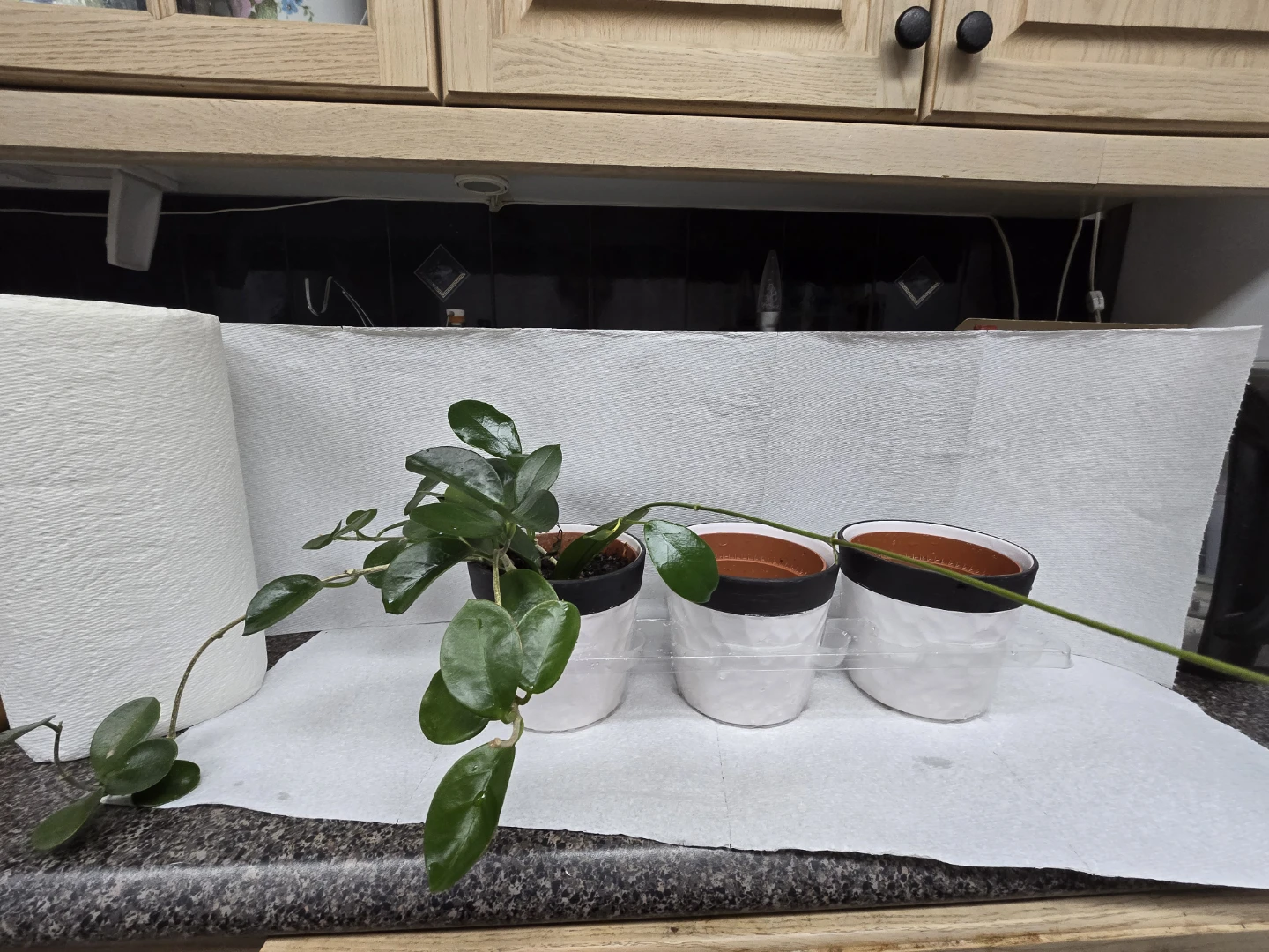 Potted Hoya Plant with set of 2 empty  White Ceramic Pot