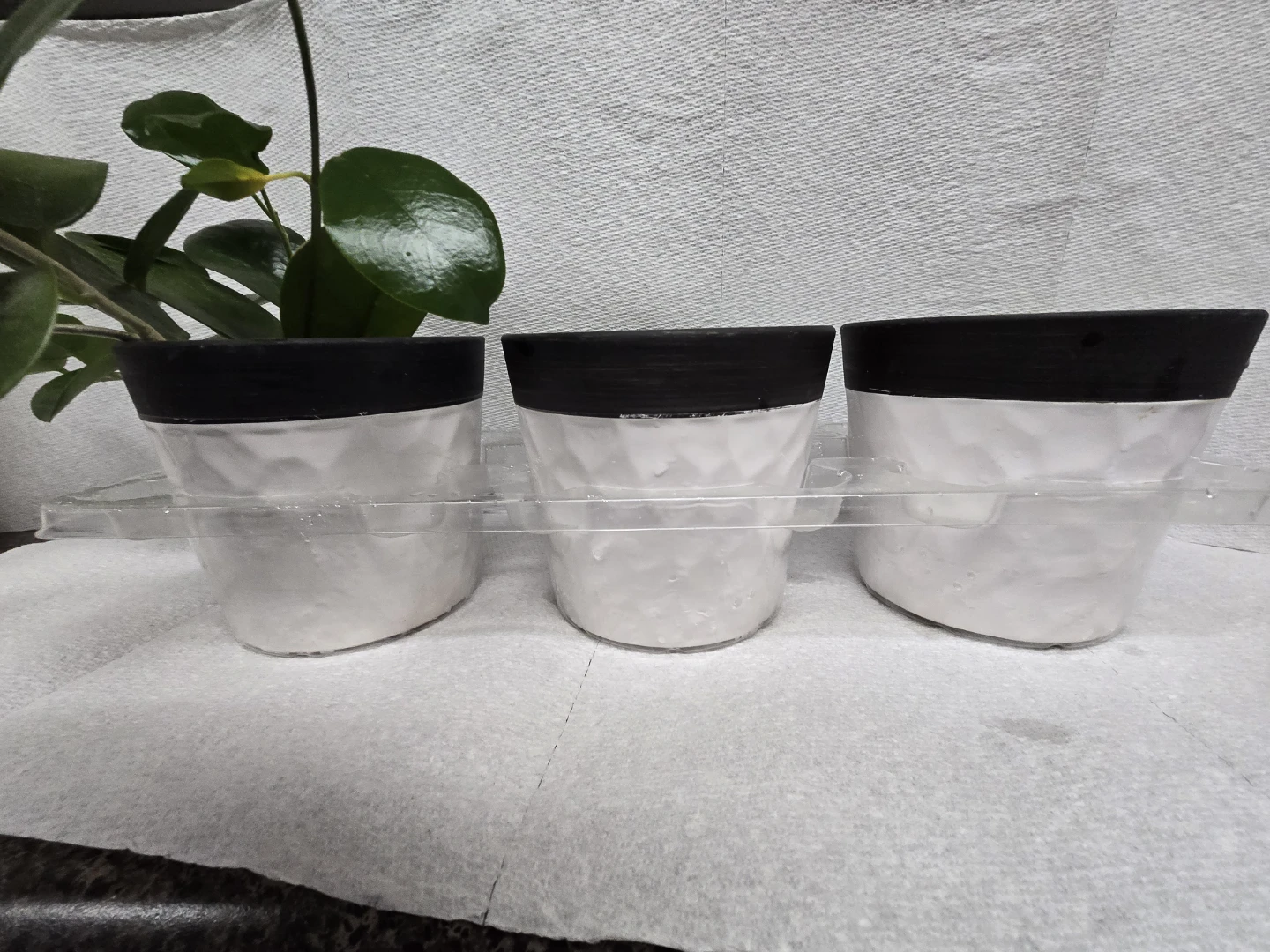 Potted Hoya Plant with set of 2 empty  White Ceramic Pot - photo 3