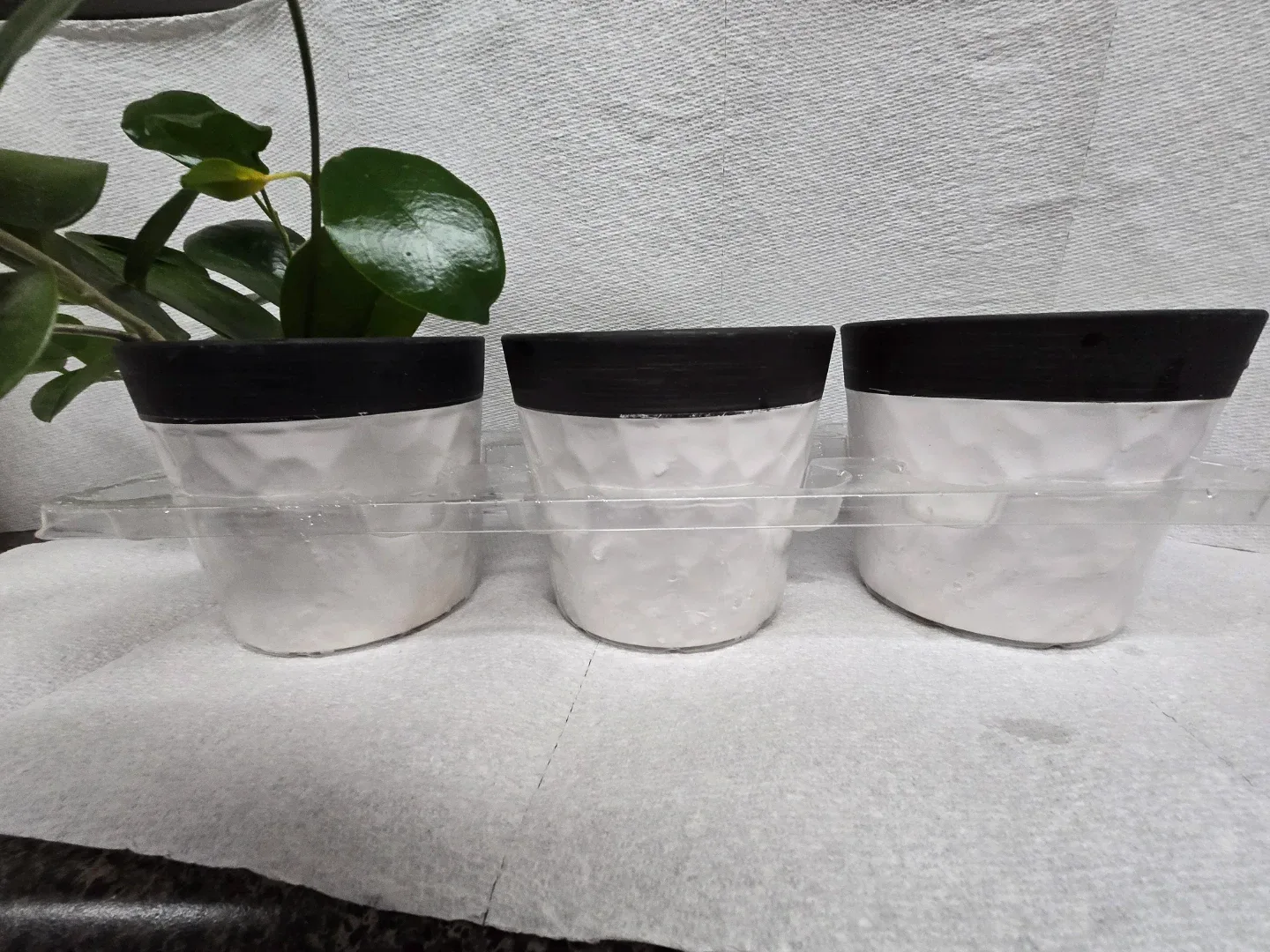 Potted Hoya Plant with set of 2 empty  White Ceramic Pot image indicator(3)