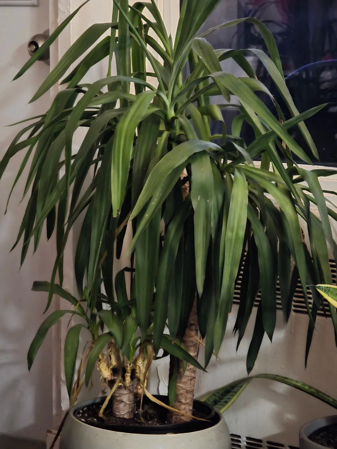 Yucca Plant - 4 years old (MOVING SALE) image indicator(2)