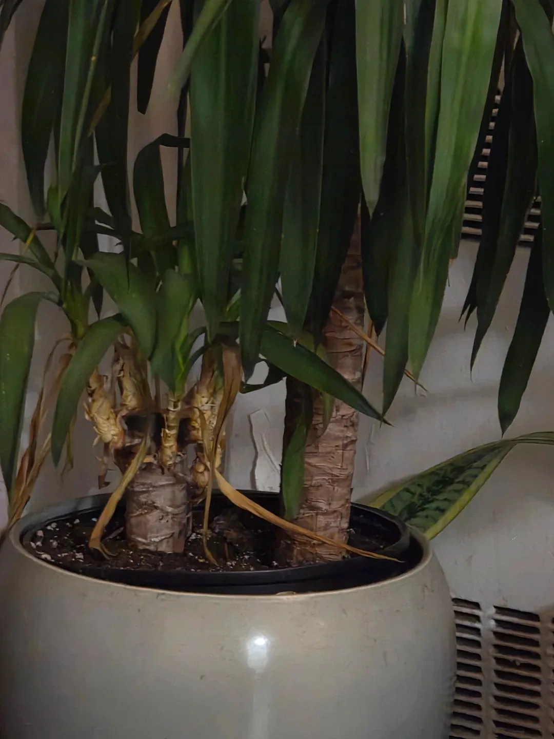 Yucca Plant - 4 years old (MOVING SALE) image indicator(3)