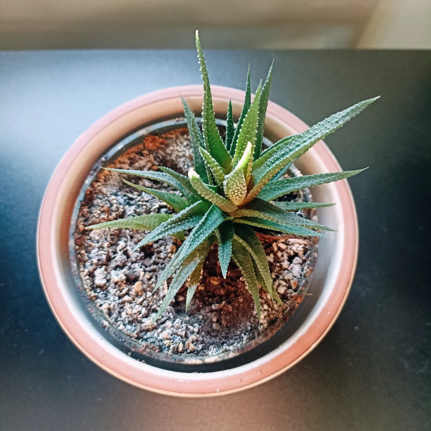 Potted Haworthia Plant image indicator(3)