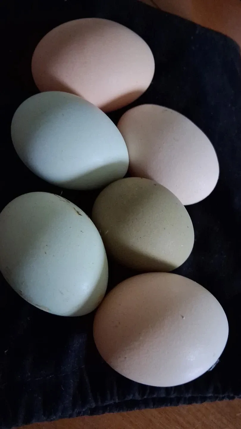 Fresh Farm Eggs - Assorted Colours image indicator(4)