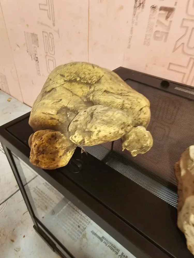 Terrariums image indicator(7)